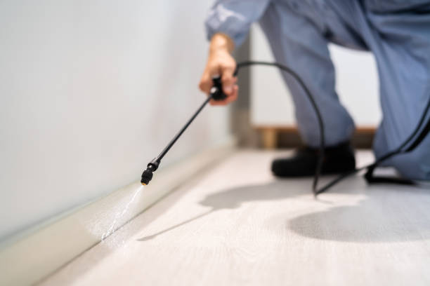 Licensed Wasp Removal service in Oriole Beach, FL - Show Me Pest Control