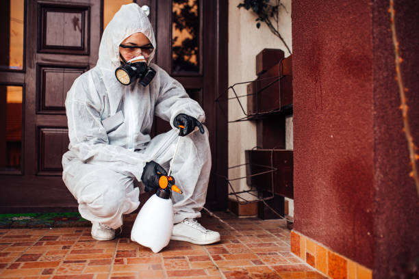 Reliable Wasp Removal contractor in Oriole Beach, FL by Show Me Pest Control